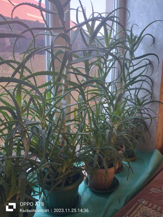 Продам алоэПродам