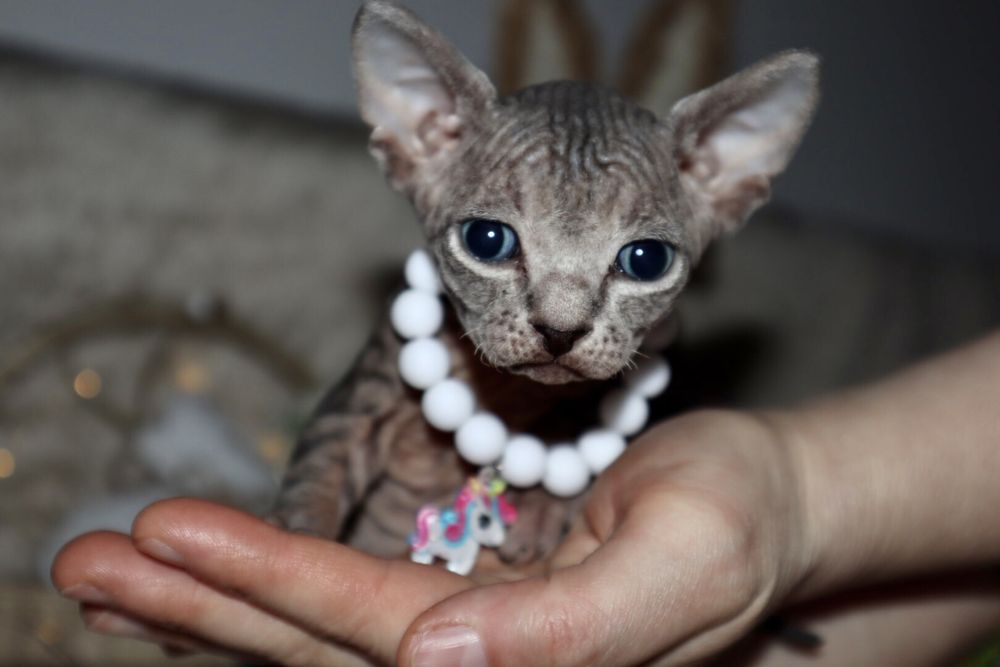 Baietel sphynx superb