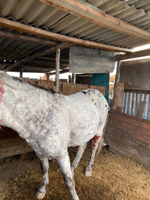 Айгыр сатылады !