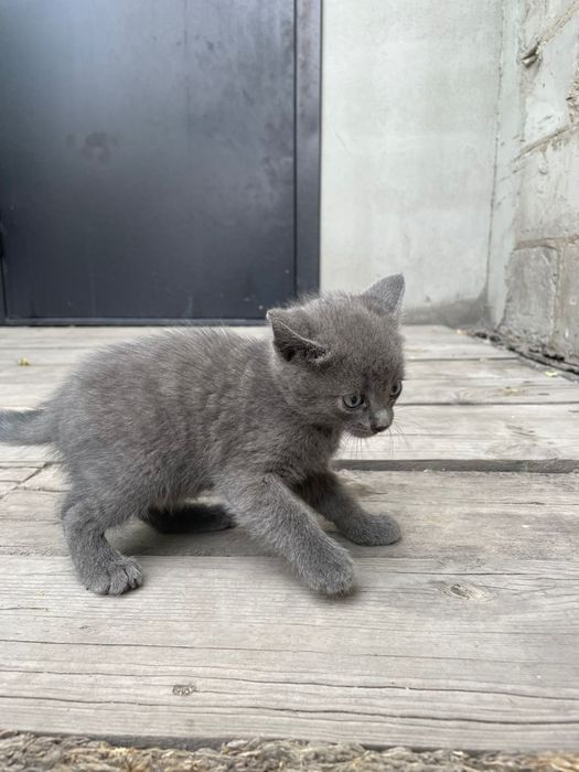 Котятами ищут дом