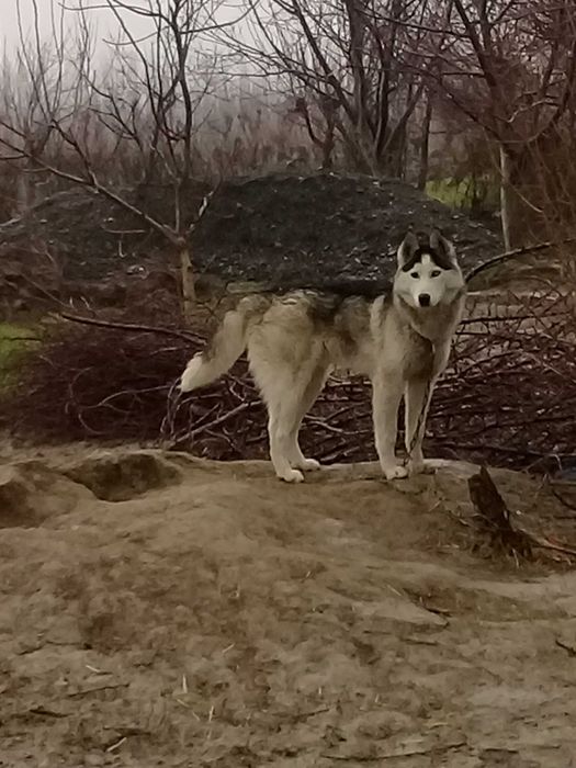 Roki ismli asl zotli it sotiladi hayvonlar passporti ham qushib berami