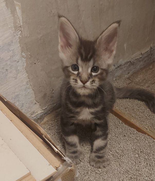 Котик мейн-кун 1,5 месяца