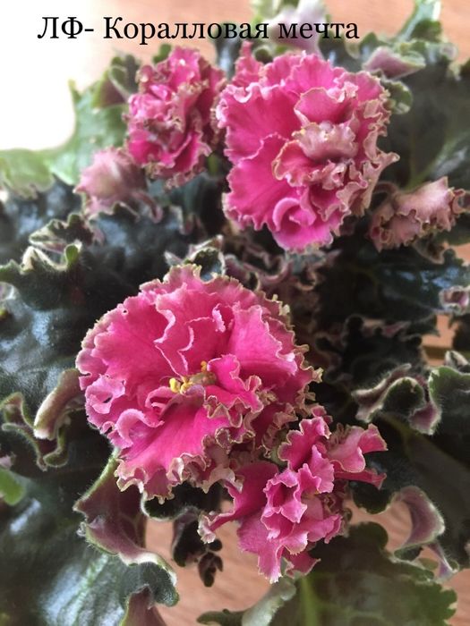 Детки сортовых фиалок