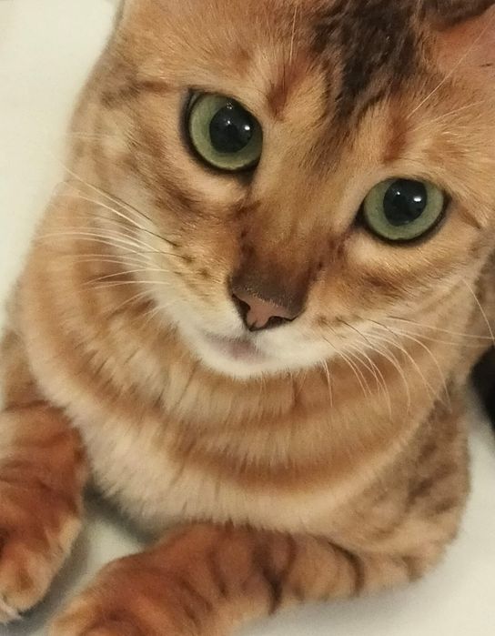 Бенгальская кошка молодая