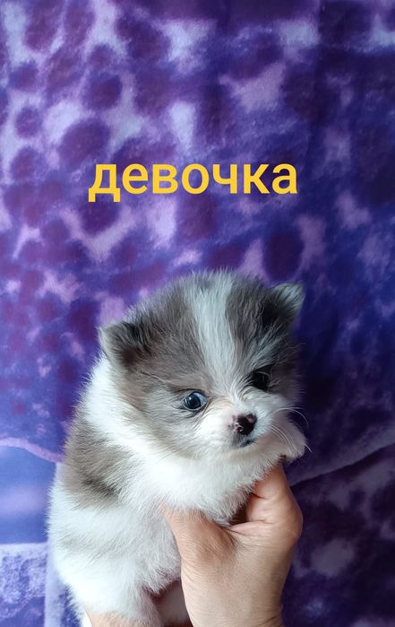 Большой выбор щенков в памеранском типе