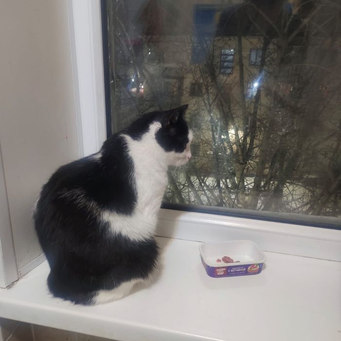 Отдам кошку бесплатно