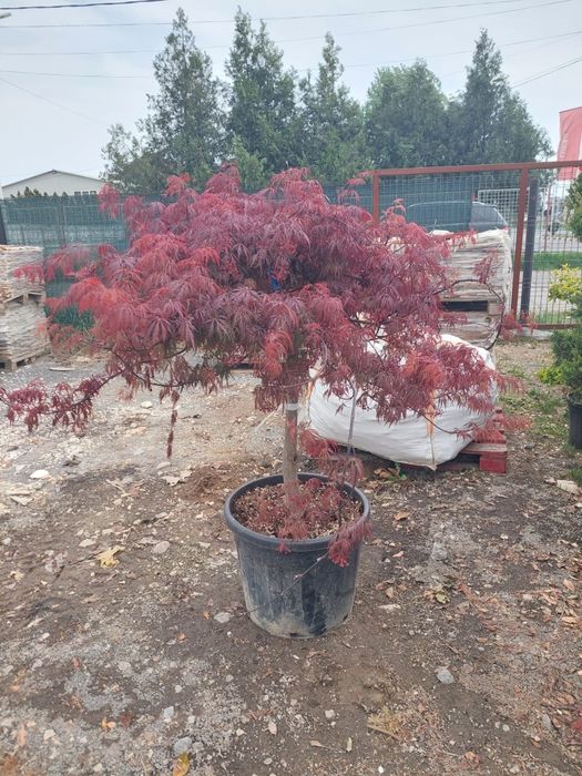 Palmieri artari japonezi plante exotice