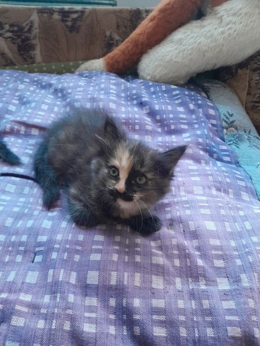 Котята прелестные очень добрые