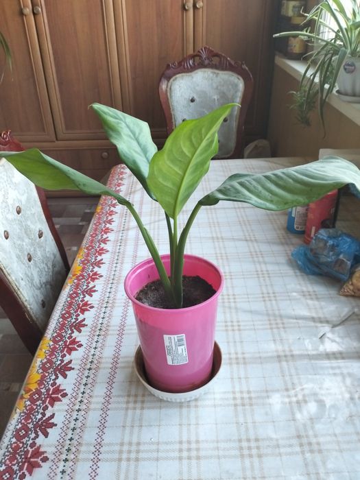 Комнатное растение Диффенбахия