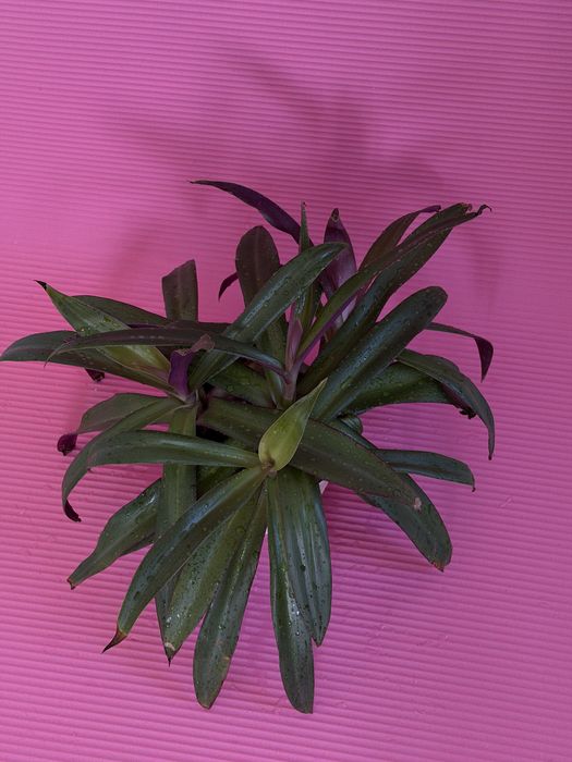 Традесканция комнатная