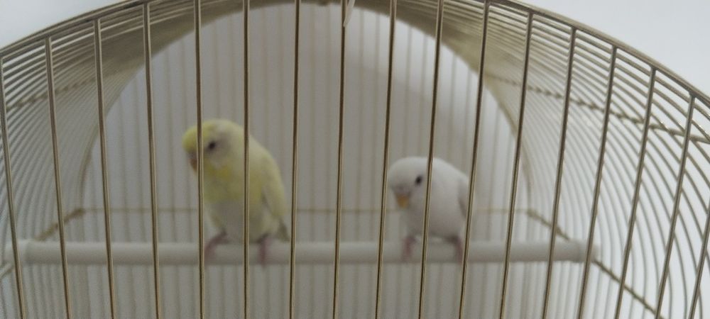 Продам попугаев 

Продаются два