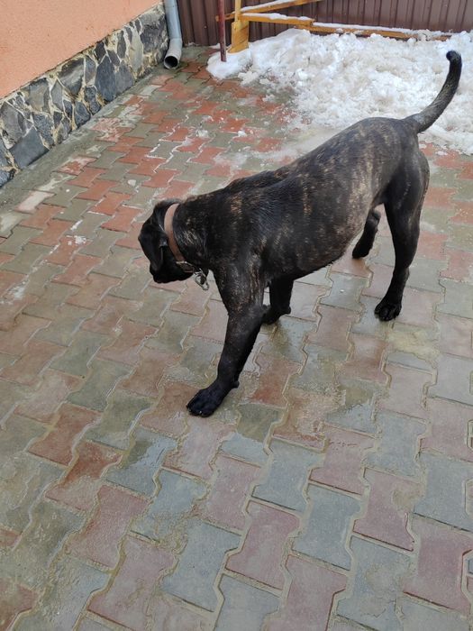 Pressa Canario cu pedigree