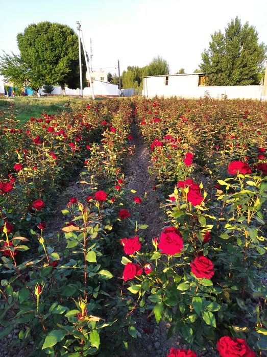 Саженцы роз Атиргул кўчатлар