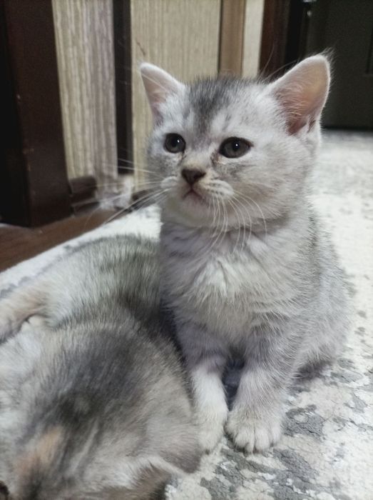 Mushukcha aqilliy latok biladi