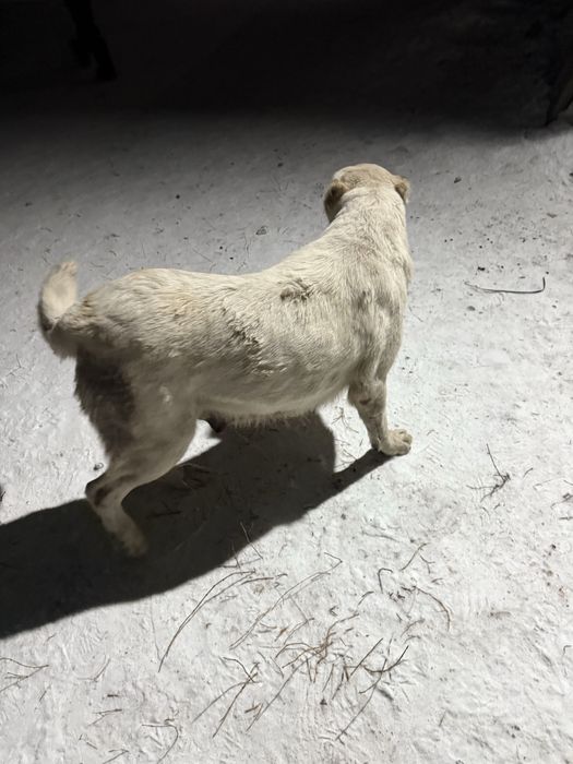 Продам щенят Тобет