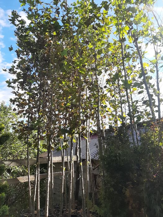 Vand tei,platan,mesteacan, fag,stejar