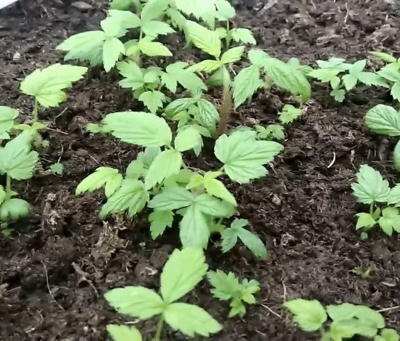 Малина сорта Амира