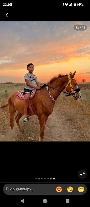 Таза  қанды  тай.