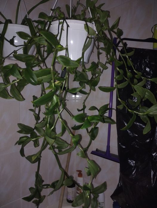 Plante de apartament curgatoare