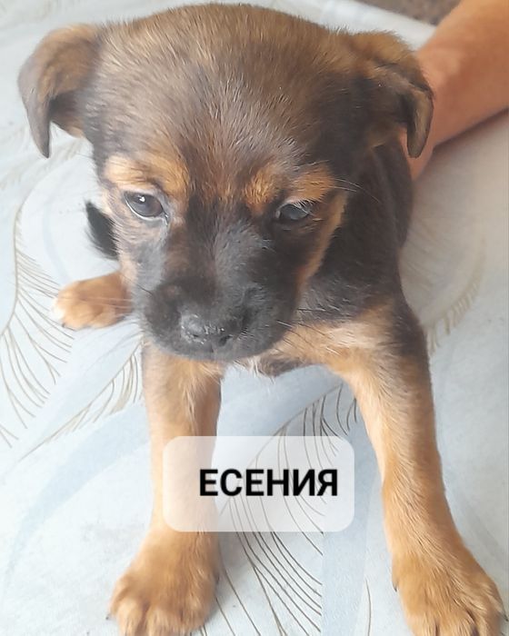 Щенята в добрые руки