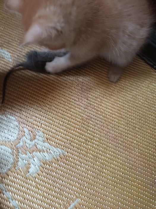 Одам котят крысыловов