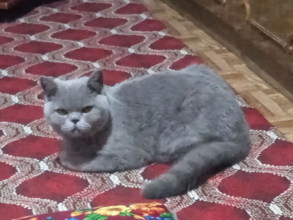 Британский караткащерсть