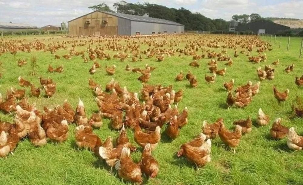 Păsări tinere de ouă