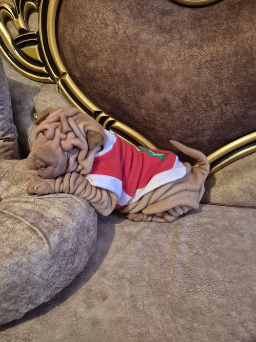 Fetita cu pedigree din părinți campioni