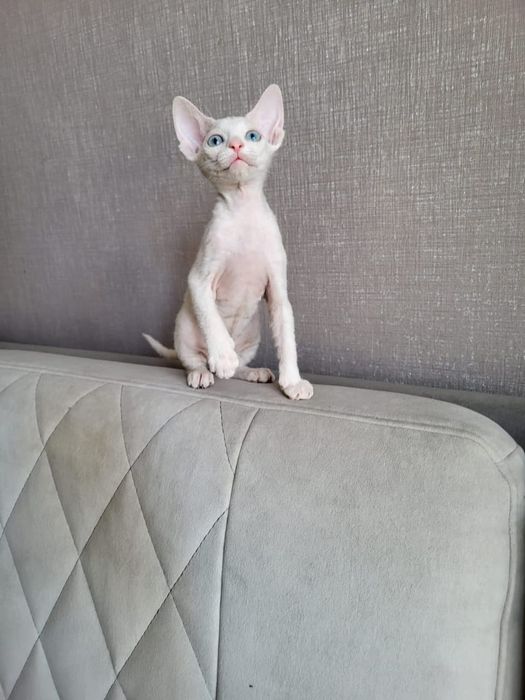 Котята Донского Сфинкса.