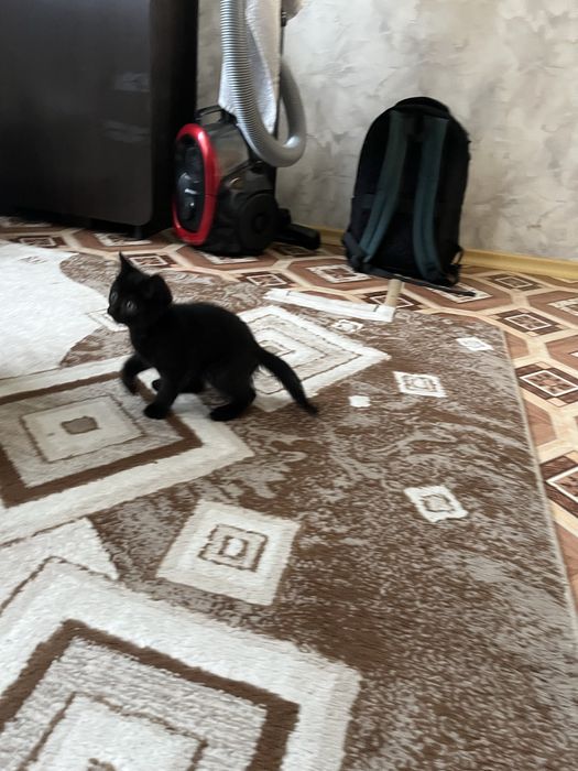 Котенок(девочка)