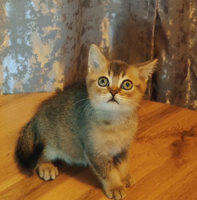 Элитные Котята от Шиншиллы