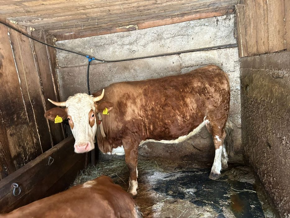 Vand junincă gestantă