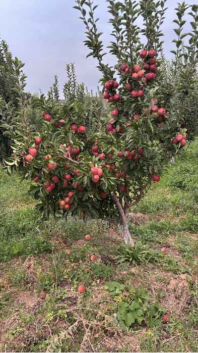 Продам яблоки рашида 2й сорт