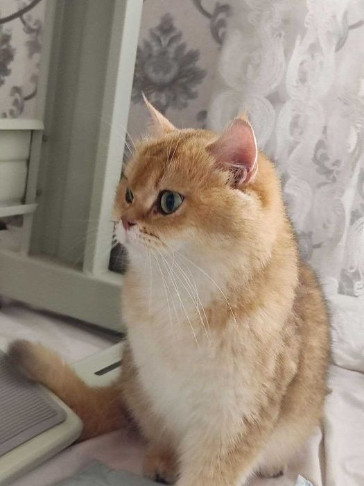 Zalatoy chinchilla bolalari / Золотистые котята шиншиллы