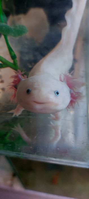 Аксолотли подростки