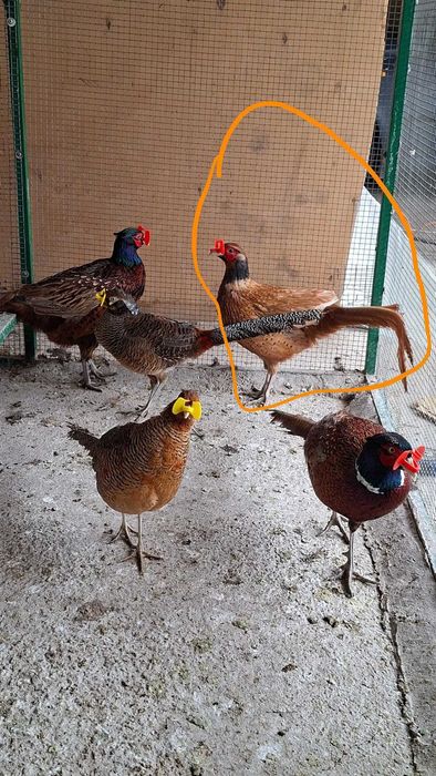 Fazan narlar sotiladi