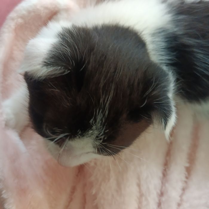 Котята вислоухие