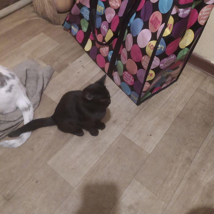 Отдам котёнка бесплатно