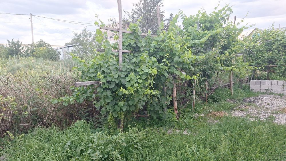 Продам живой дом