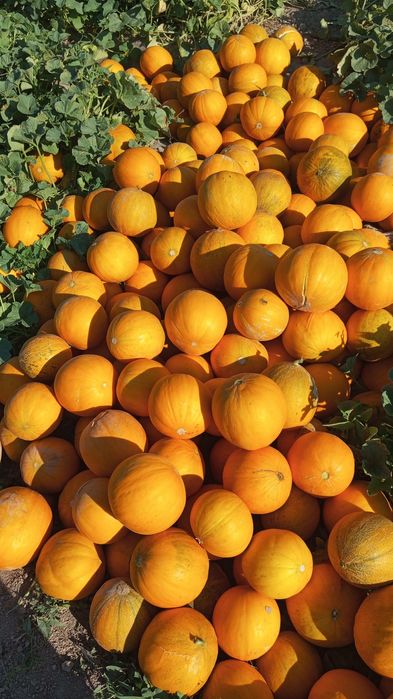 Семена дыни бакинка