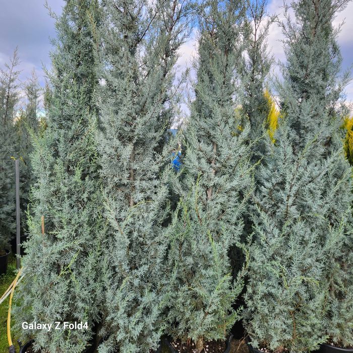 Leylandii, Arizonica, Goldcrest gard viu plante la ghiveci