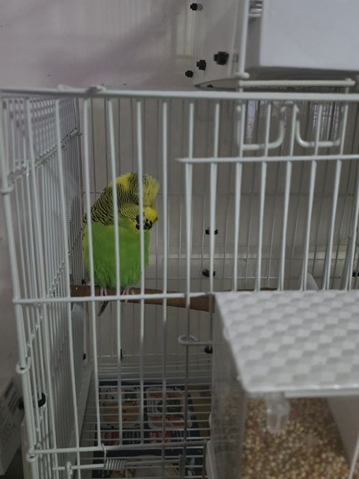 Vând colivii + cuibare+peruși standard