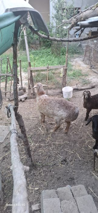 Срочно Кучкор сотилади