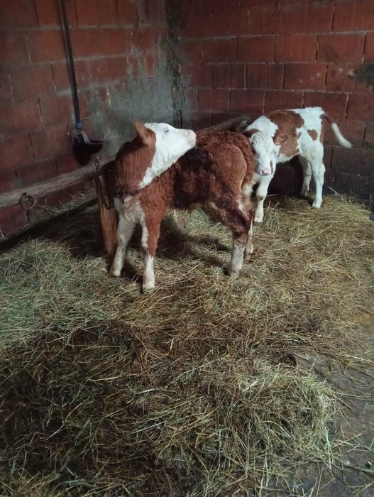 Vând doi vițeii semi înțărcați