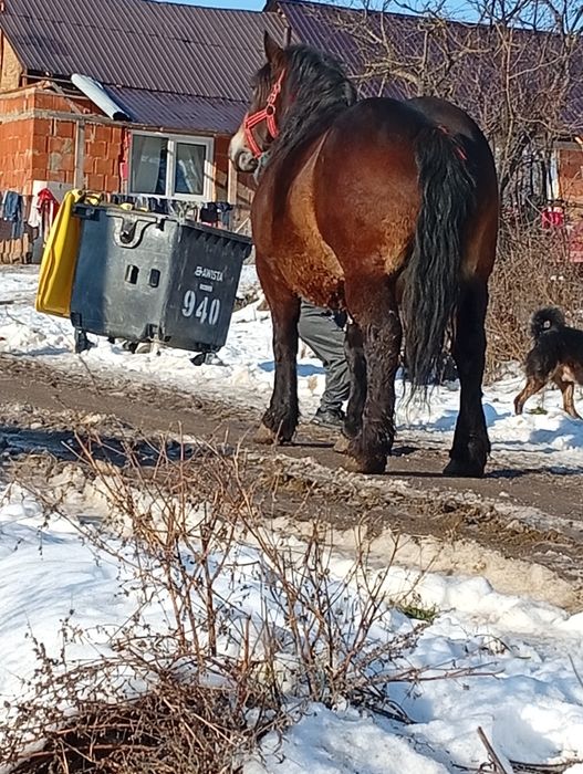 O iapă de 4 ain jumate gestanta trebuie să fete an april