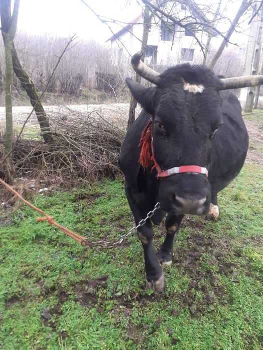 Vacă de vînzare !