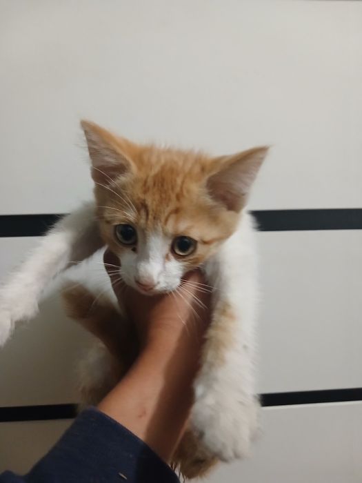 без породистые котята