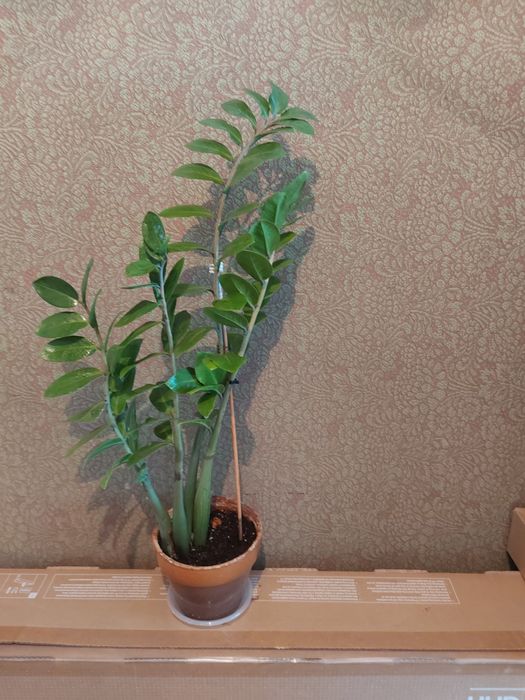 Продам замиакулькас, денежное дерево