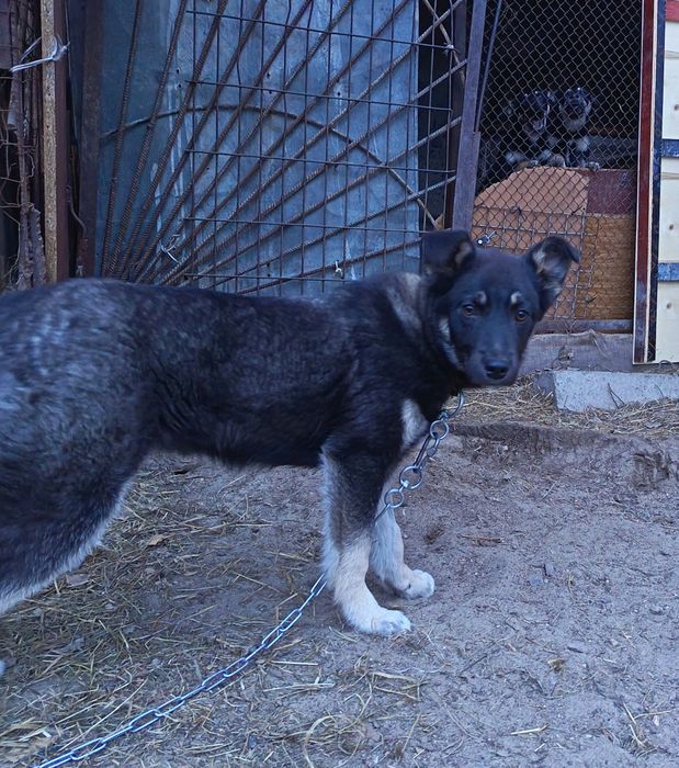 Отдам в добрые руки