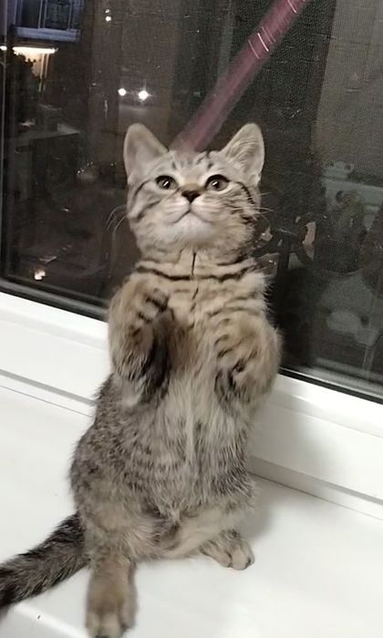 Скоттиш страйт. С документами.